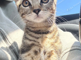 Beautiful tabby boy