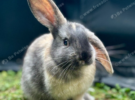 Beautiful baby rabbits looking for new home