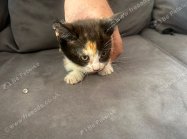 Kittens