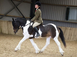 Coloured mare all rounder quality hacking