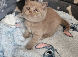 British shorthair kittens