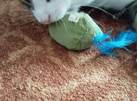 Sweet Male Cat