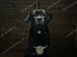 Cane Corso