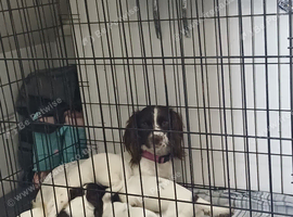 3 beautiful female springerspaniel pups