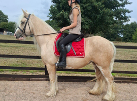14.2hh 6 year old