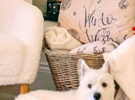 Beautiful KC registered stud