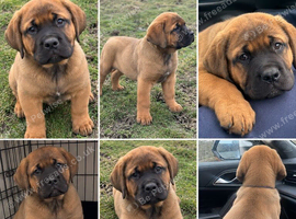 PRESA CANARIO &times; ROTTWEILER MALE PUPPY