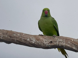 Ringnecks