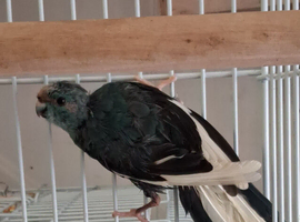 Blue Cream Kakariki