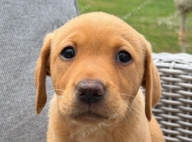 Labrador Puppies available KC Registered