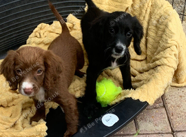 Cocker spaniel puppies, ready to leave.