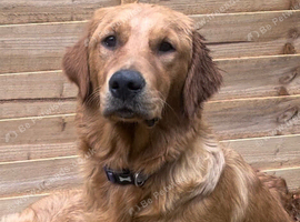 Adult golden retrievers KC