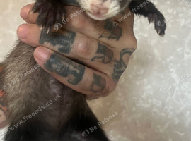 2 Jill's left with kinked tails at a discounted price