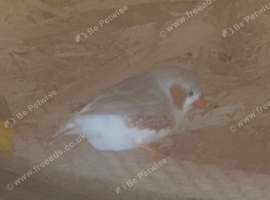 Zebra finch