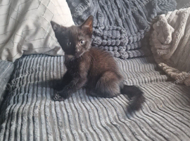 2 black kittens available