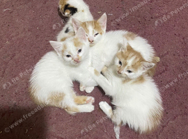 Kitten for sale