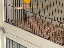 Breeding hen