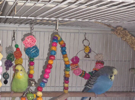 Breeding pair of budgie for sale