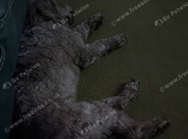 Looking for a red/apricot cockapoo male