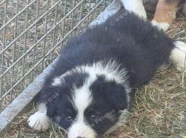 Border Collie Puppies ready now. Red Tri and Black Tri.