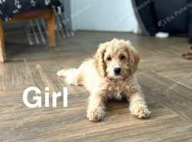 Lilac adorable girls now ready