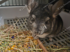 1 year old male chinchilla