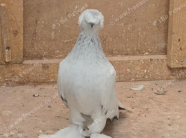 Turkish Pigeons for sale