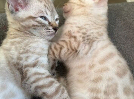 Snow bengal kittens one boy and one girl