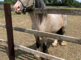 13 hh silver dun stallion