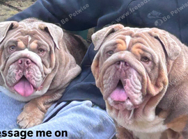 Beautiful English Bulldogs &ndash; Must Stay Together
