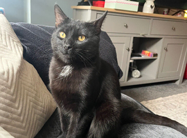 1 year old Male (Domestic cat)