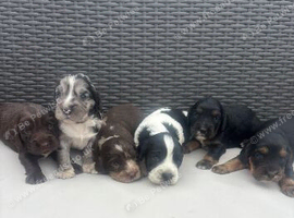 Cocker spaniel puppies