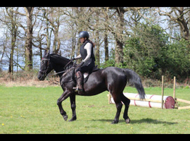 Irish sports horse