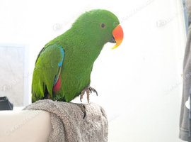 10 year old male