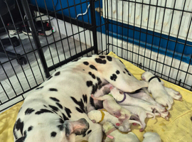 Litter of pure dalmatian puppies