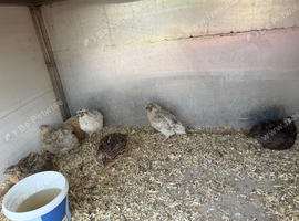 8 male cotournix quails for sale (please read description(