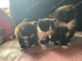 3 kittens.   2 boys 1 girl