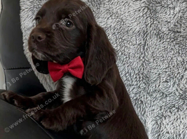 cocker spaniel puppies chocolate&tan