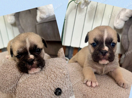 Brush bulldog x pug ready now