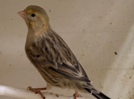 Canary