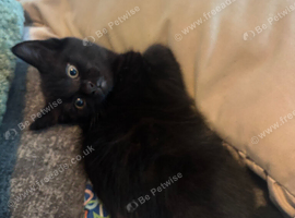 Beautiful Black Kitten