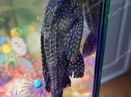 Large Plecs 10 inch
