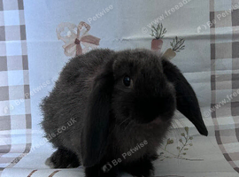 X3 Mini lops for sale