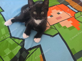 Kitten