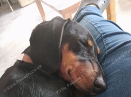 Mini dachshund
