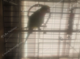 Hand tamed Baraband parakeet