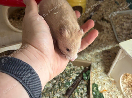Syrian hamster and full set up for sale