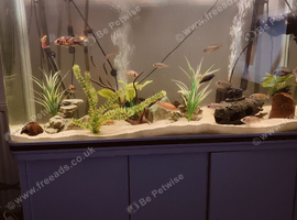 Malawi cichlids