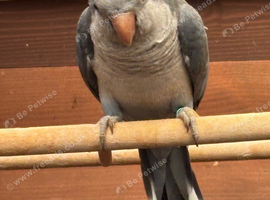 Quaker 6 months old