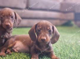 For sale mini dachshunds puppies